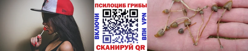 Купить закладки  Петровск  Псилоцибиновые грибы GOLDEN TEACHER 